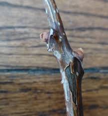 Attēlu rezultāti vaicājumam “Phellodendron amurense bud”