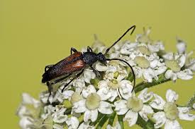 Attēlu rezultāti vaicājumam “Stenurella melanura”