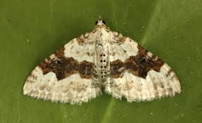 Attēlu rezultāti vaicājumam “Xanthorhoe montanata”