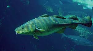 Image result for Merluccius merluccius