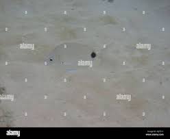 Image result for Diplodus capensis