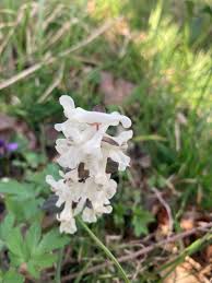 Attēlu rezultāti vaicājumam “Corydalis cava flower”
