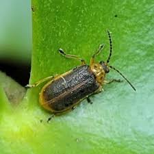 Attēlu rezultāti vaicājumam “Galerucella nymphaeae”