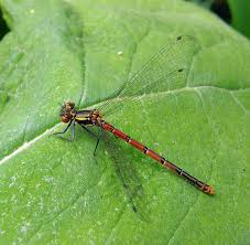 Attēlu rezultāti vaicājumam “Pyrrhosoma nymphula”