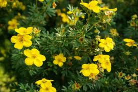 Attēlu rezultāti vaicājumam “Potentilla reptans flower”