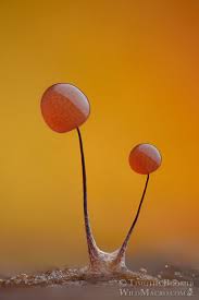 Attēlu rezultāti vaicājumam “Comatricha sp.”