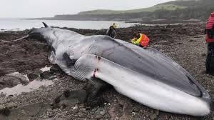 Image result for Balaenoptera physalus