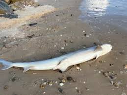 Image result for Furgaleus macki