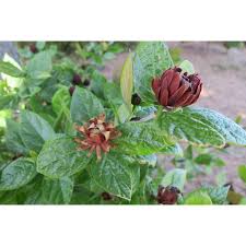 Attēlu rezultāti vaicājumam “Calycanthus floridus”