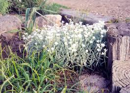 Image result for cerastium tomentosum