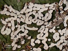 Attēlu rezultāti vaicājumam “Diderma effusum”