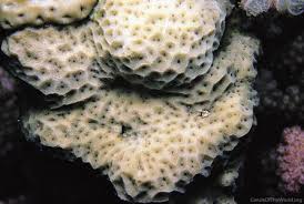 Attēlu rezultāti vaicājumam “Conardia compacta macro”