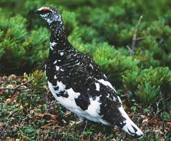 Attēlu rezultāti vaicājumam “Lagopus lagopus male”