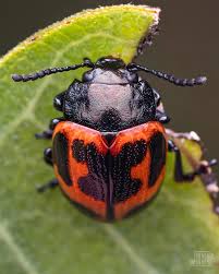 Attēlu rezultāti vaicājumam “Collaria rubens macro”