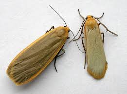 Attēlu rezultāti vaicājumam “Eilema depressa”