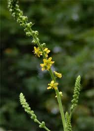 Image result for Agrimonia eupatoria