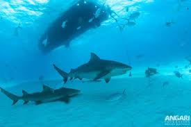 Image result for Carcharhinus leucas