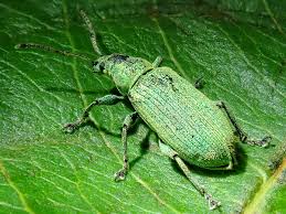 Attēlu rezultāti vaicājumam “Phyllobius”