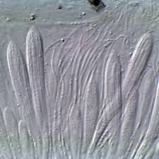 Attēlu rezultāti vaicājumam “Rhytisma acerinum”