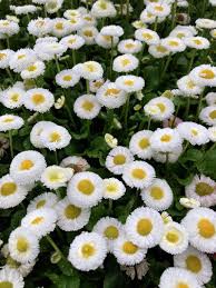 Image result for Bellis perennis