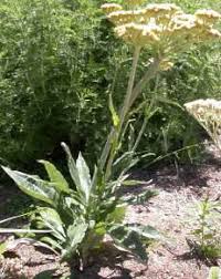 Image result for Helichrysum subulifolium