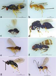 Attēlu rezultāti vaicājumam “Stemonitopsis hyperopta var. landewaldii macro”