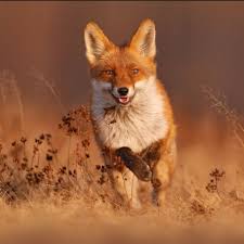 Attēlu rezultāti vaicājumam “Vulpes vulpes  adult”