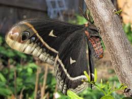 Attēlu rezultāti vaicājumam “Eupithecia venosata”