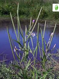 Attēlu rezultāti vaicājumam “Epilobium palustre”