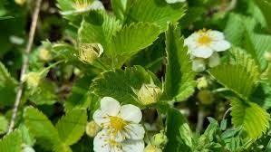 Attēlu rezultāti vaicājumam “Fragaria viridis”