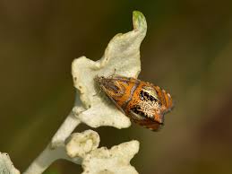 Attēlu rezultāti vaicājumam “Olethreutes arcuella”