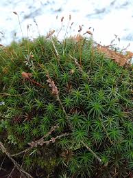 Attēlu rezultāti vaicājumam “Polytrichastrum pallidisetum cells”