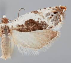 Attēlu rezultāti vaicājumam “Ancylis apicella”