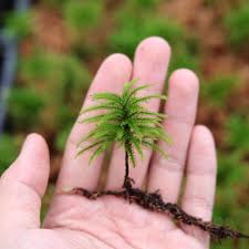 Attēlu rezultāti vaicājumam “Climacium dendroides sporophyte”