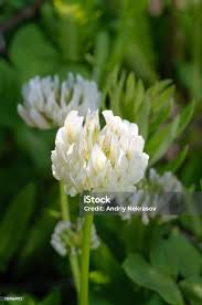 Attēlu rezultāti vaicājumam “Trifolium alpestre flower”