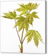 Attēlu rezultāti vaicājumam “Acer pseudoplatanus leaf”