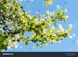 Attēlu rezultāti vaicājumam “Exochorda giraldii var. wilsonii”