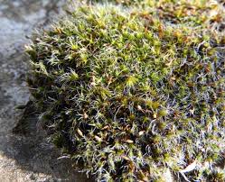 Attēlu rezultāti vaicājumam “Grimmia pulvinata”