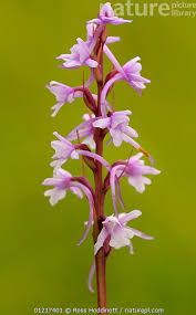 Attēlu rezultāti vaicājumam “Gymnadenia conopsea flower”