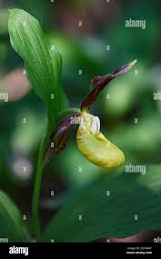 Attēlu rezultāti vaicājumam “Cypripedium calceolus”