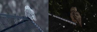 Image result for Bubo scandiacus