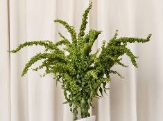 Attēlu rezultāti vaicājumam “Rumex”