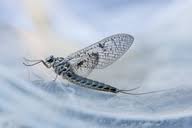 Attēlu rezultāti vaicājumam “Siphlonurus”