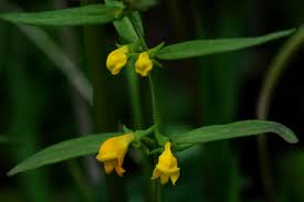 Attēlu rezultāti vaicājumam “Melampyrum sylvaticum flower”