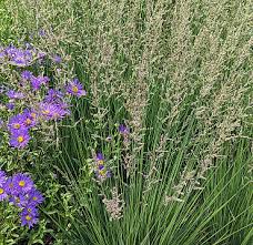 Attēlu rezultāti vaicājumam “Molinia caerulea flower”