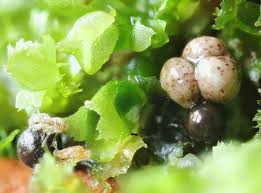 Attēlu rezultāti vaicājumam “Lamproderma ovoideum spores”