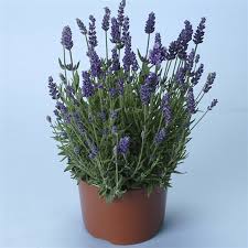 Attēlu rezultāti vaicājumam “Lavandula angustifolia”