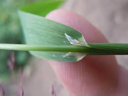 Attēlu rezultāti vaicājumam “Cinna latifolia”