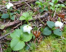 Attēlu rezultāti vaicājumam “Moneses uniflora bud”