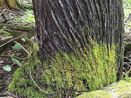 Attēlu rezultāti vaicājumam “Campylium, Campyliadelphus”